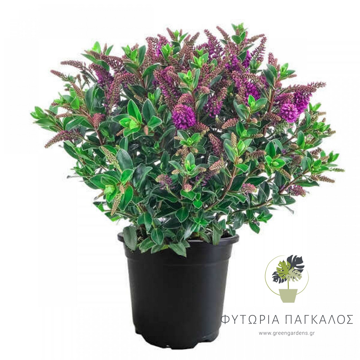 🌸 ΒΕΡΟΝΙΚΗ – Hebe speciosa - 2